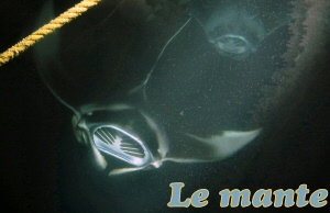 mante
